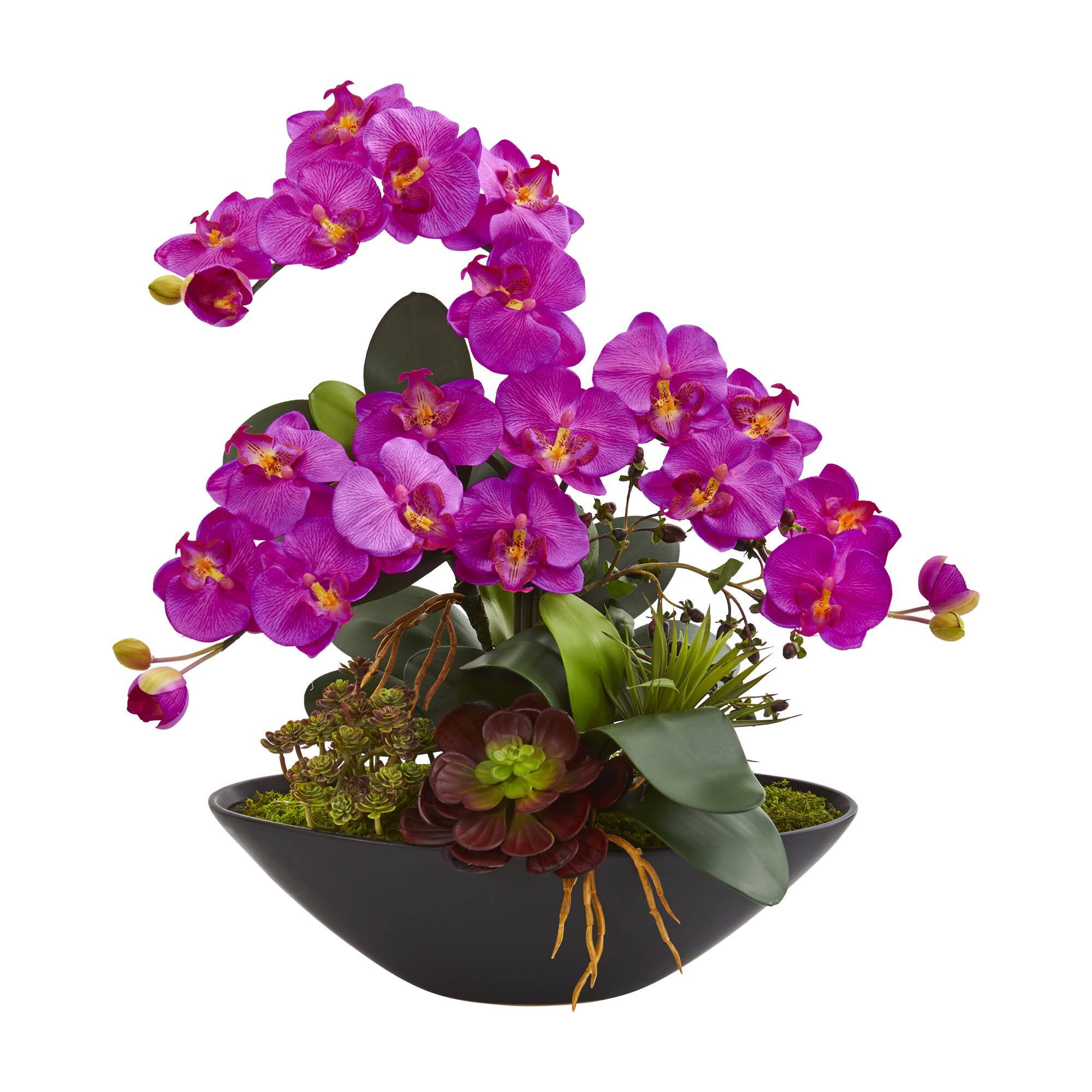 21" Moth Orchid & Mixed Succulent Garden Arrangement in Black Vase